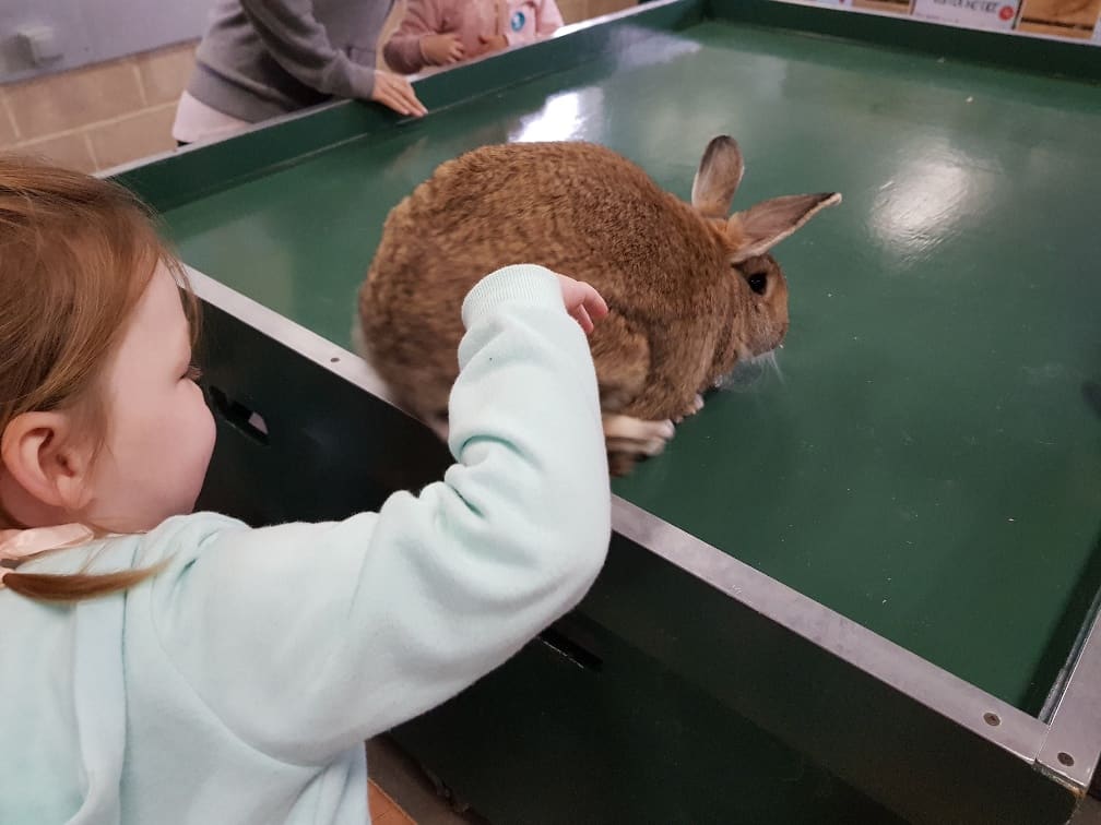Wellington Country Park - Rabbits