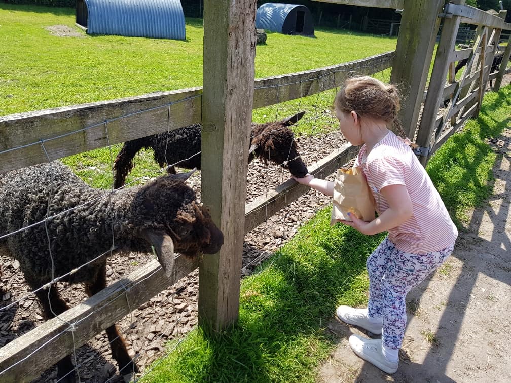 Wellington Country Park - Farm