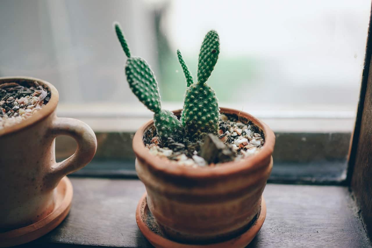 cactus on desk