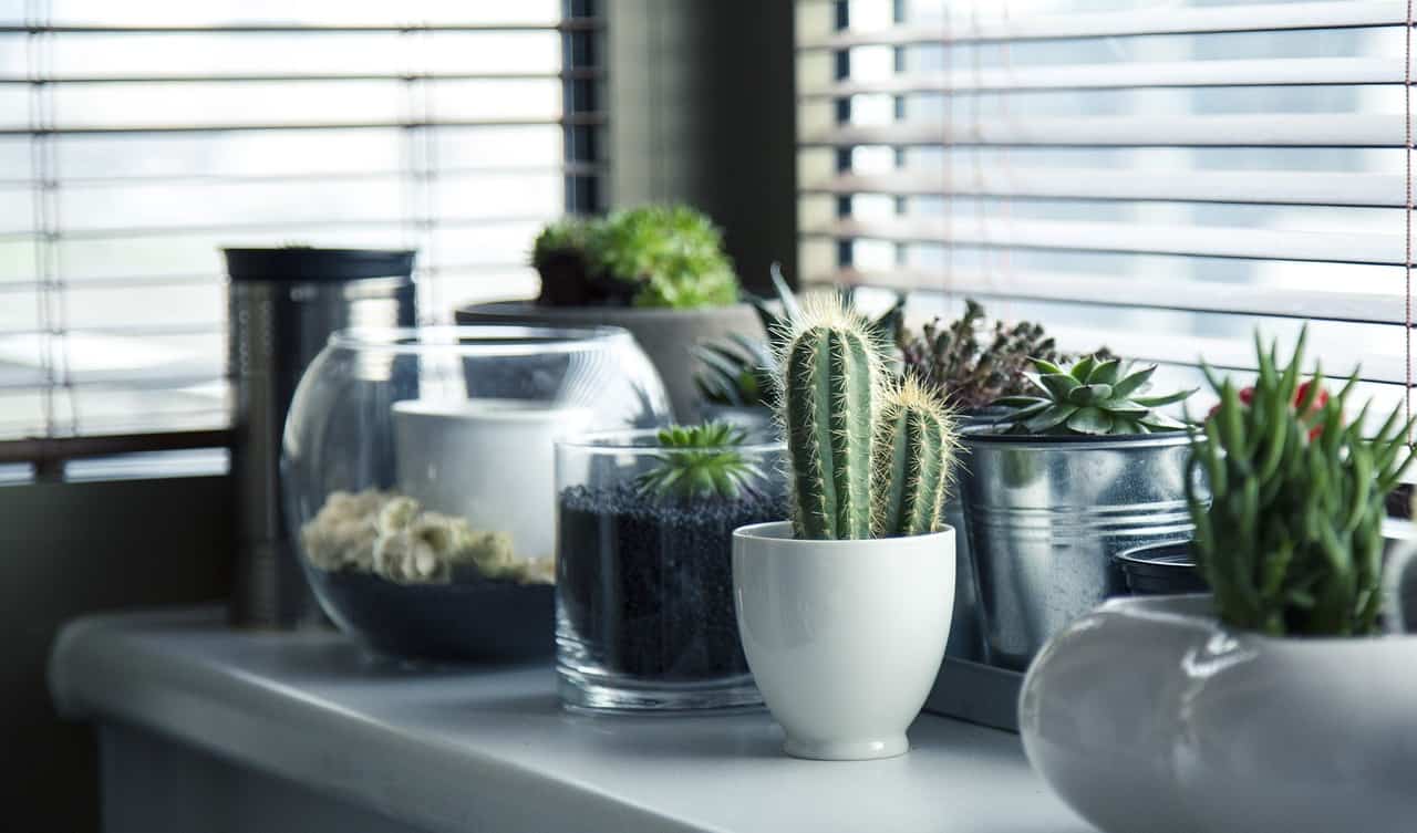 collection of cacti on shelf