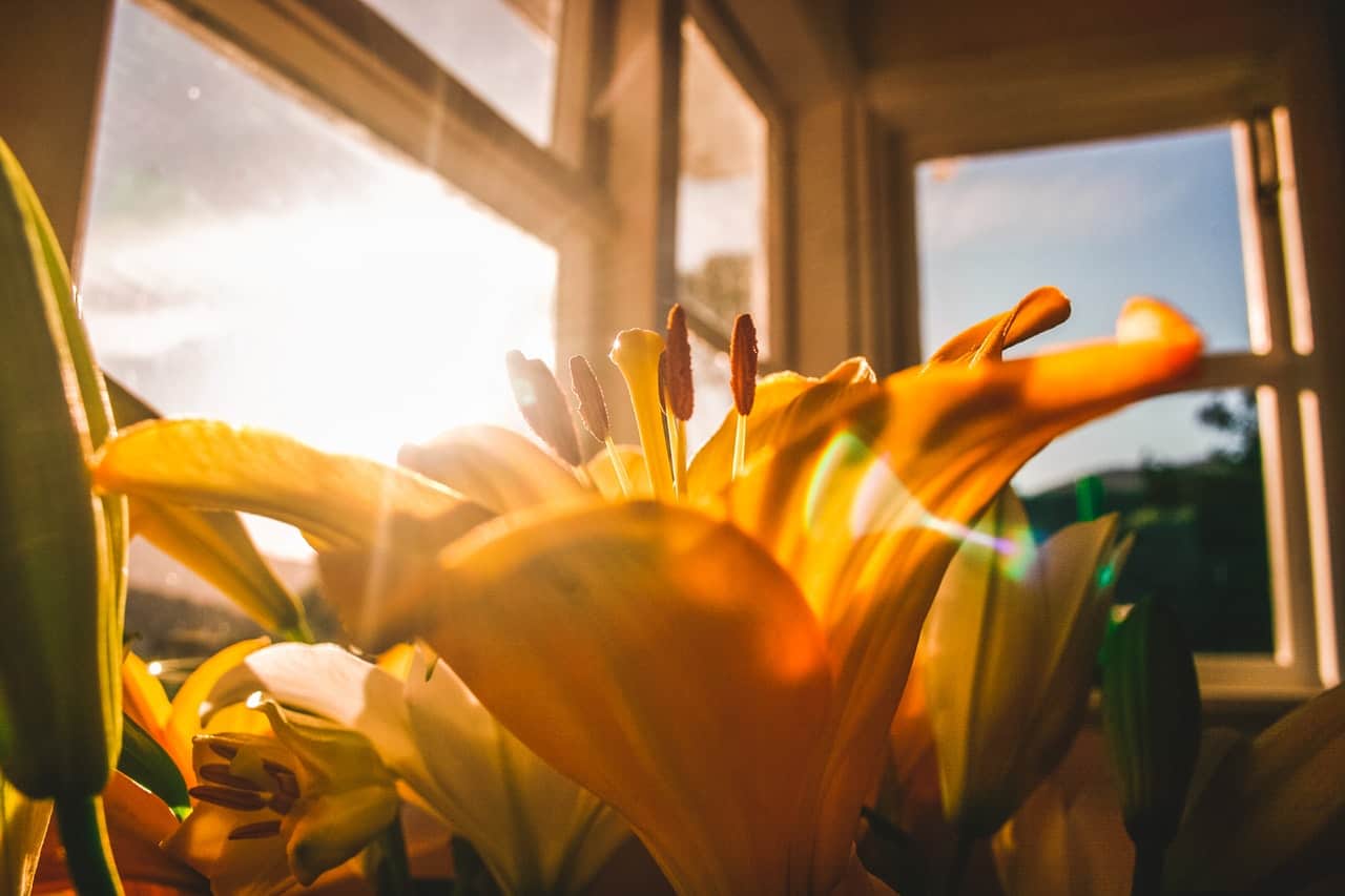 natural sunlight coming through window onto daffodils