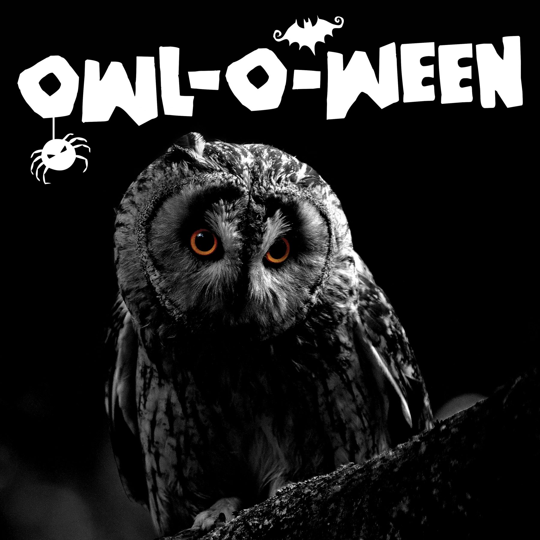 Hawk Conservancy Owl O Ween