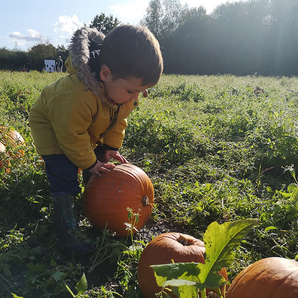 Pumpkin-Picking