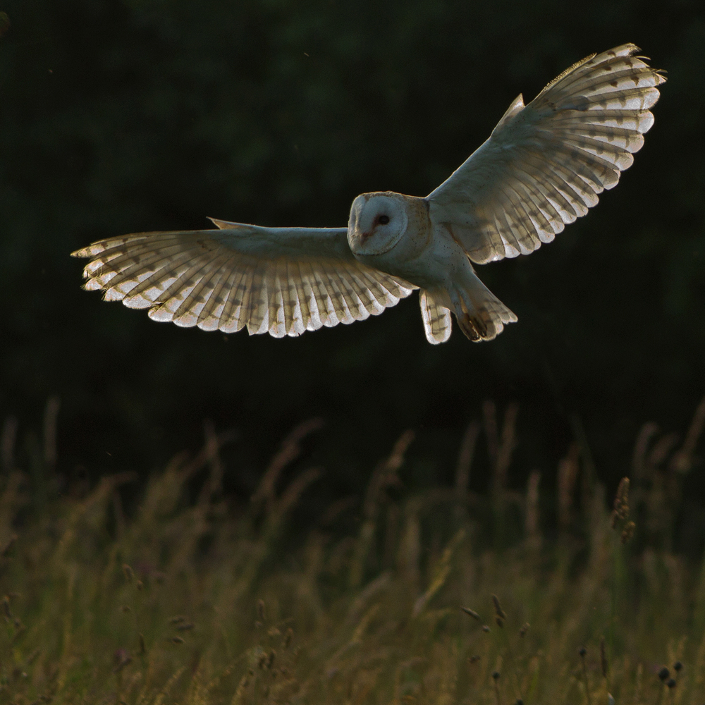 Owloween at The Hawk Conservancy