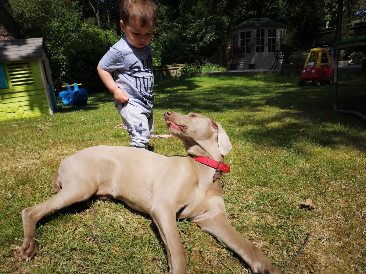 toddler and a dog