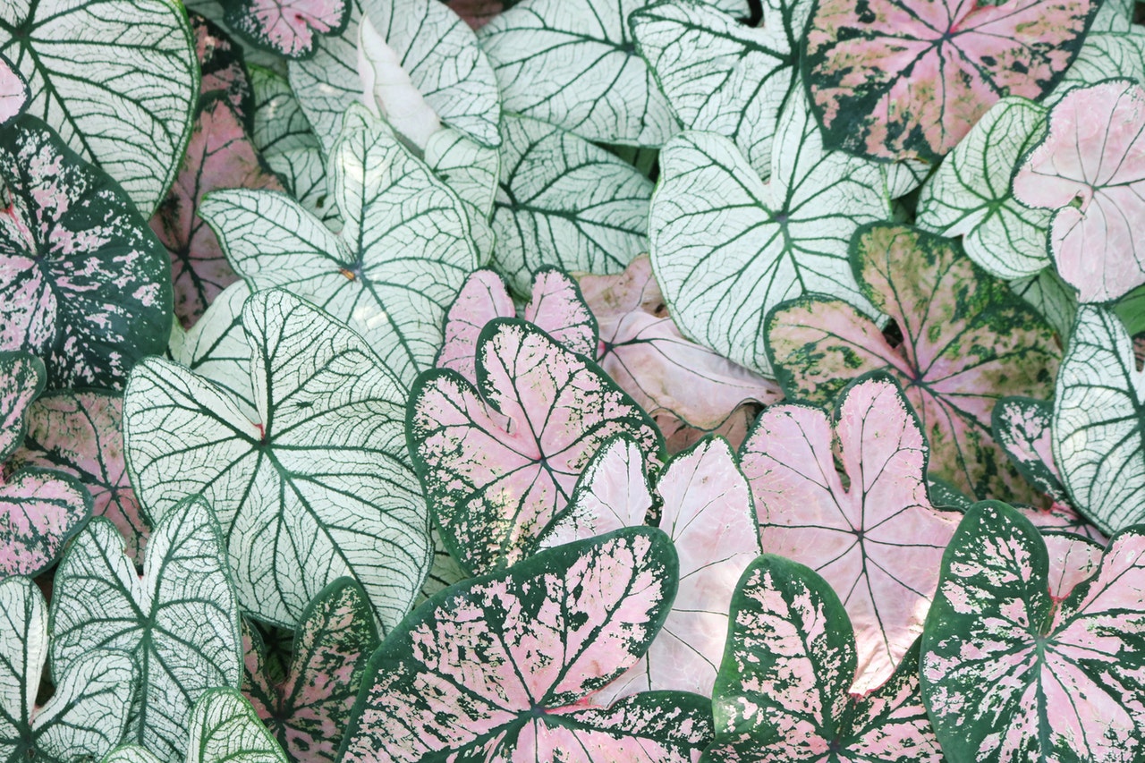 nature leaves