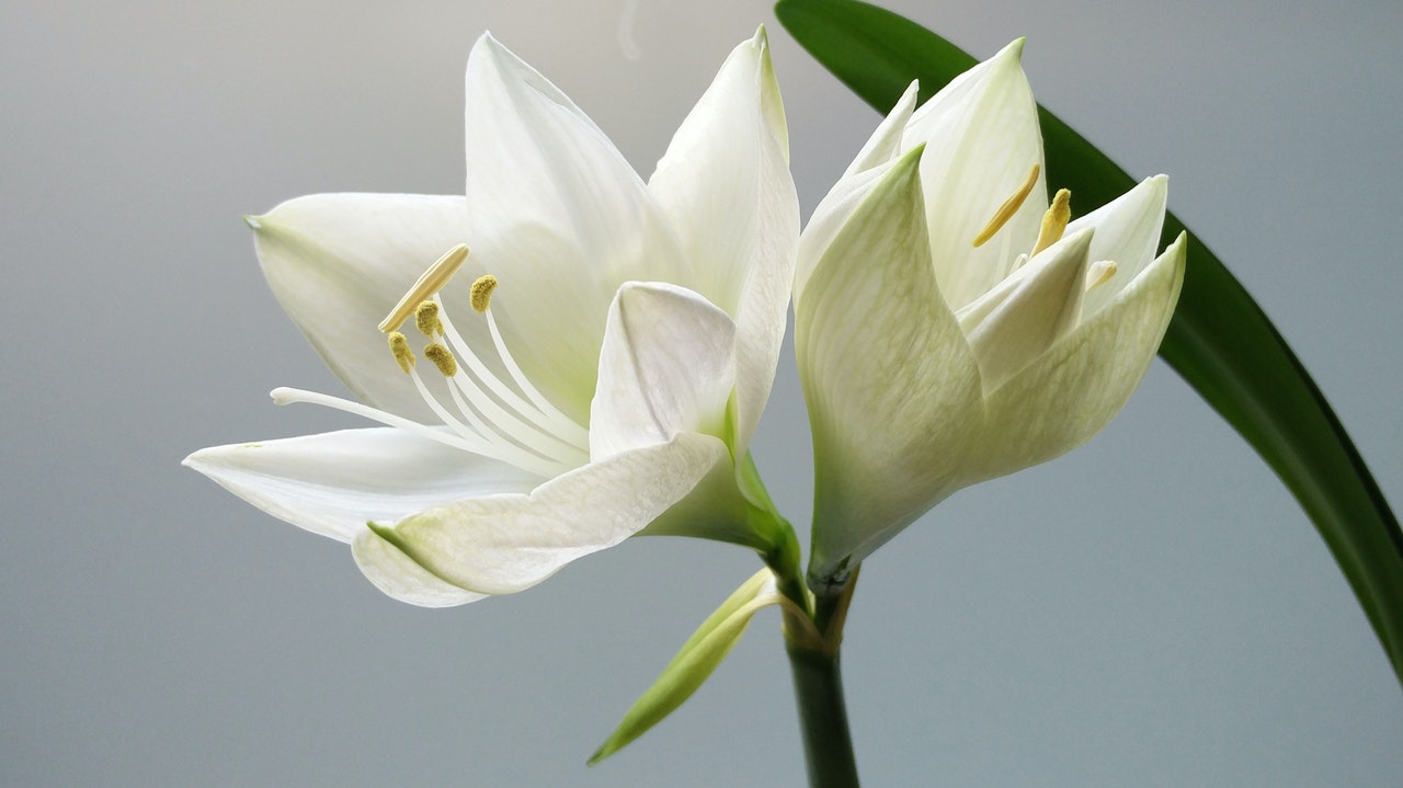 white lillies