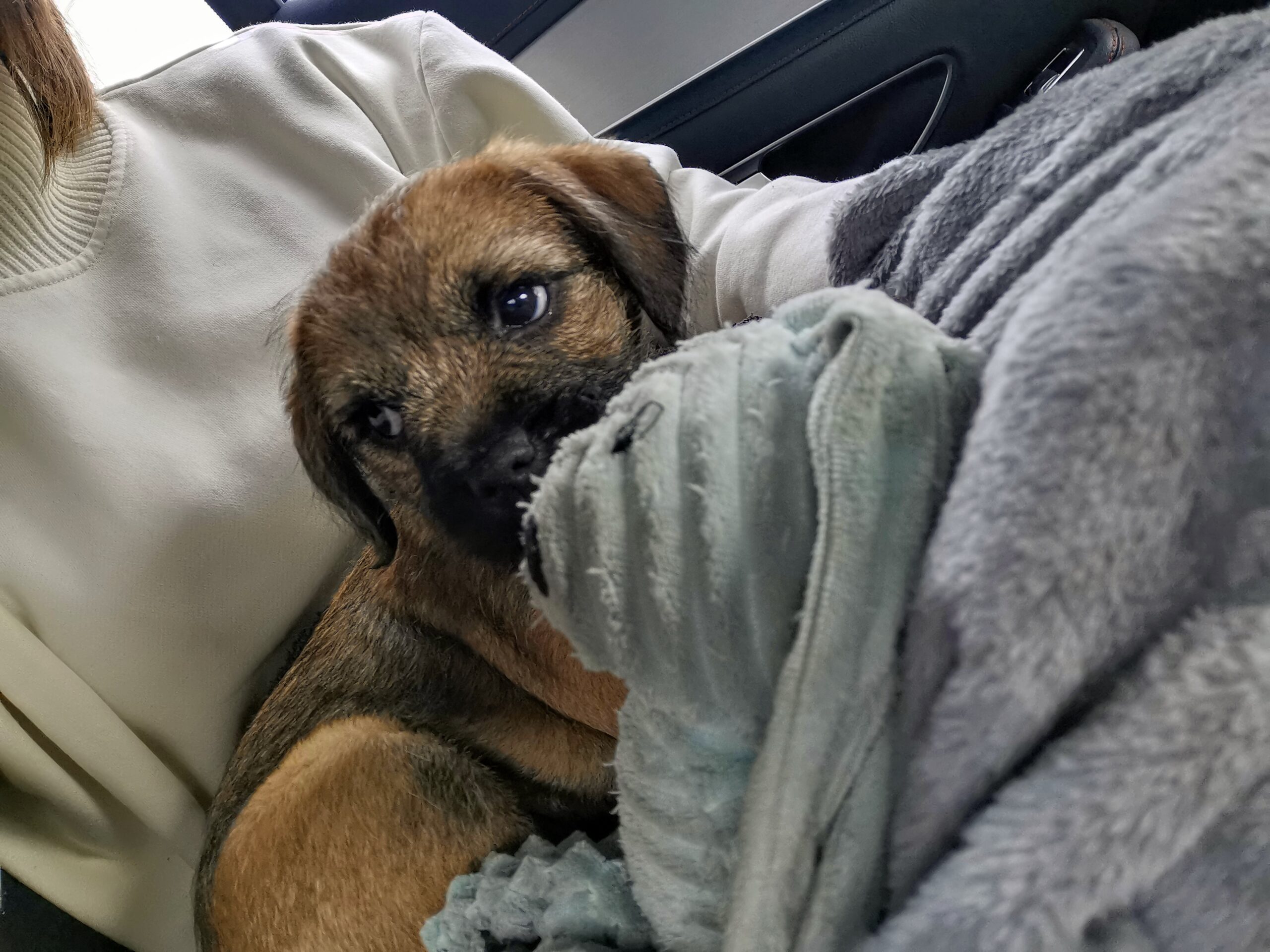 border terrier puppy in blankets