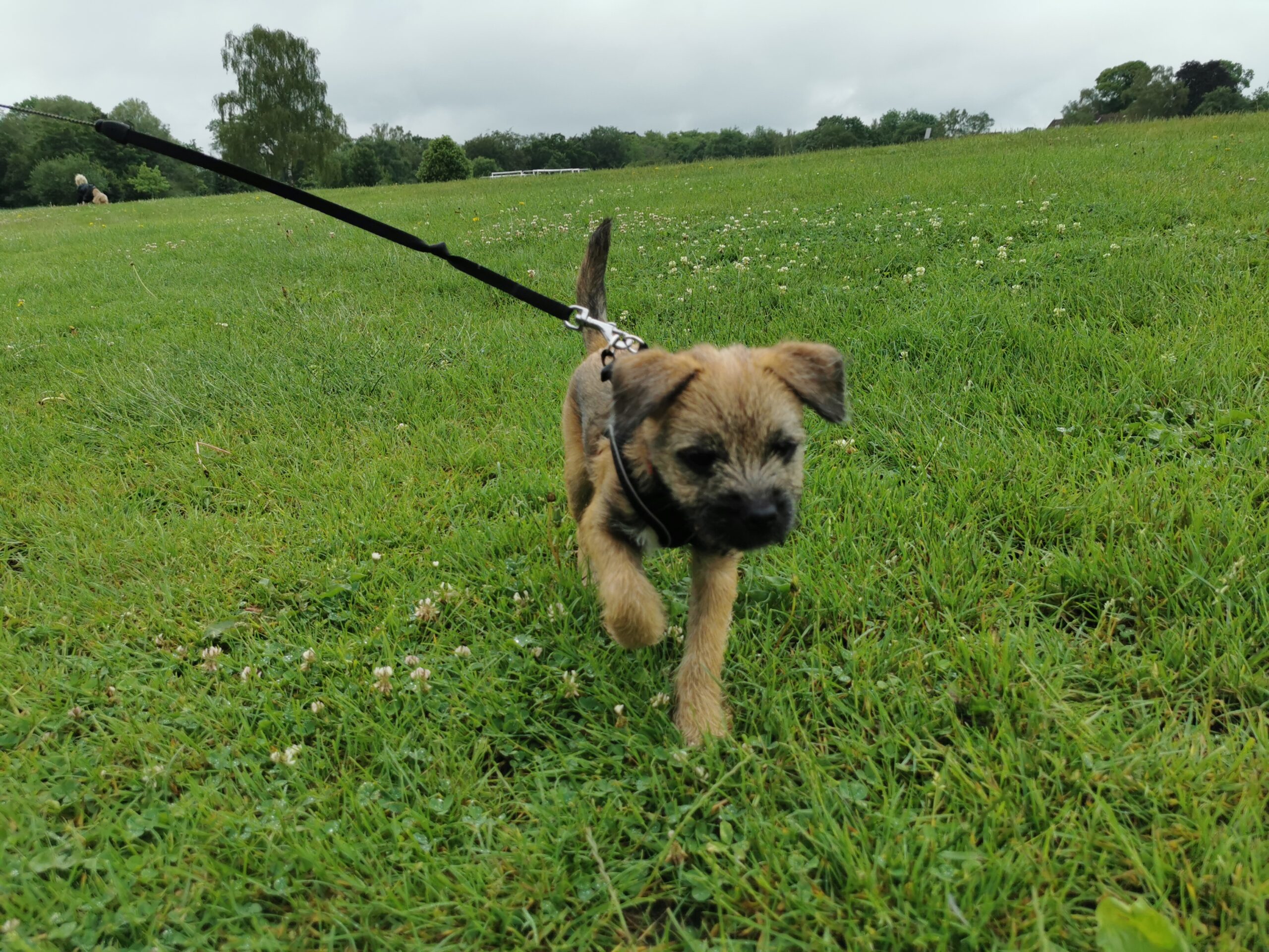border terrier puppy out for a walk