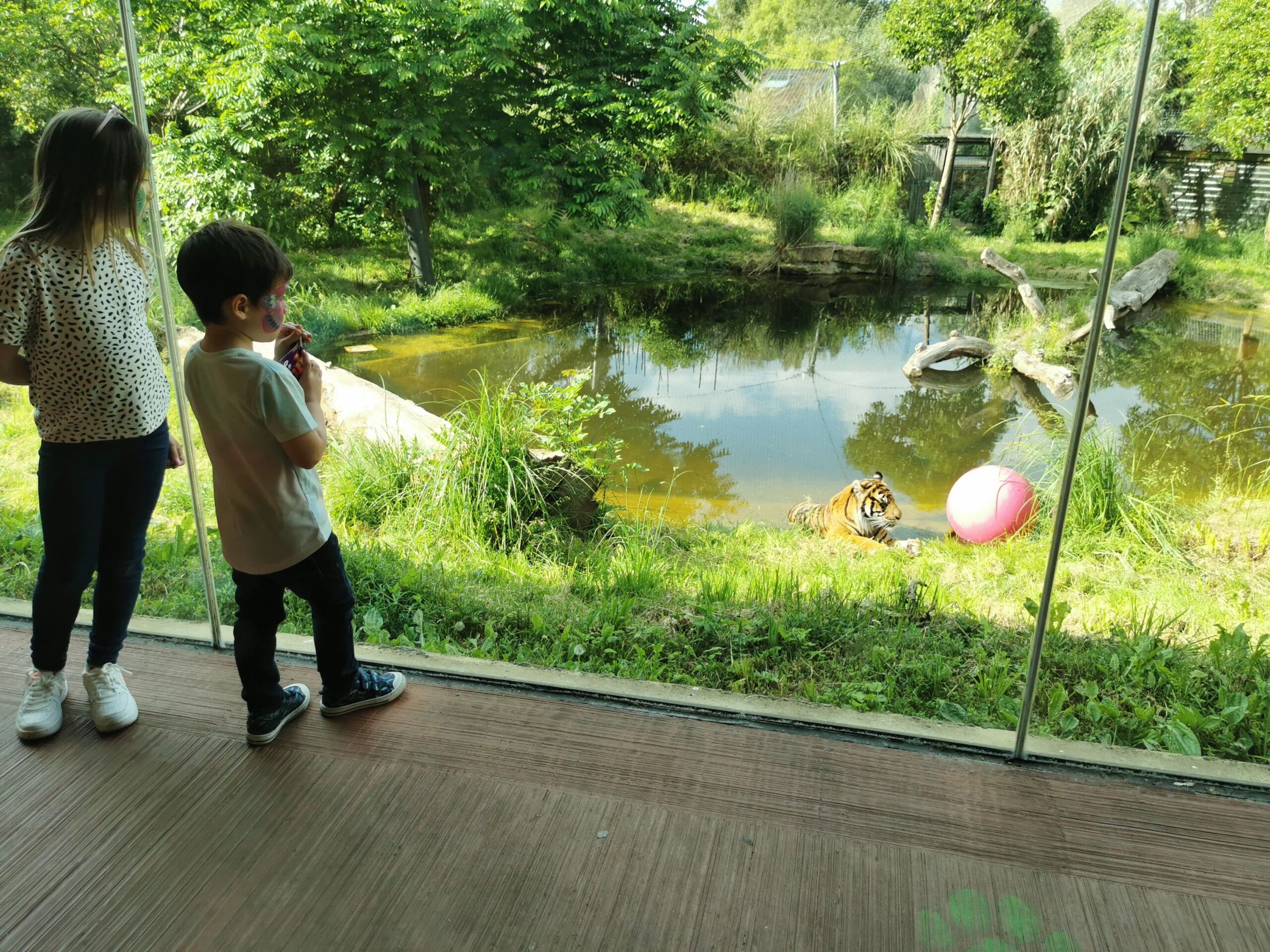 children at ZSL London Zoo looking at Tigers