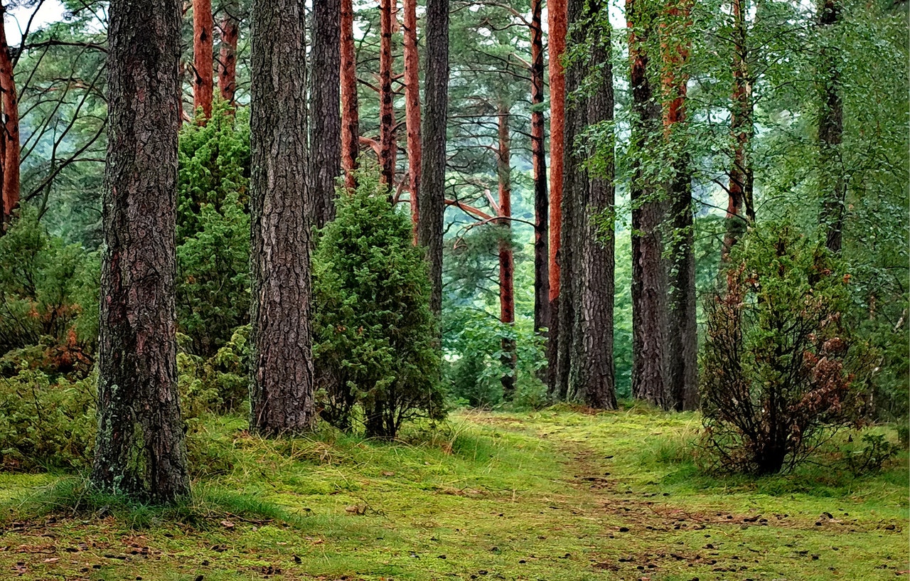 outdoors in nature