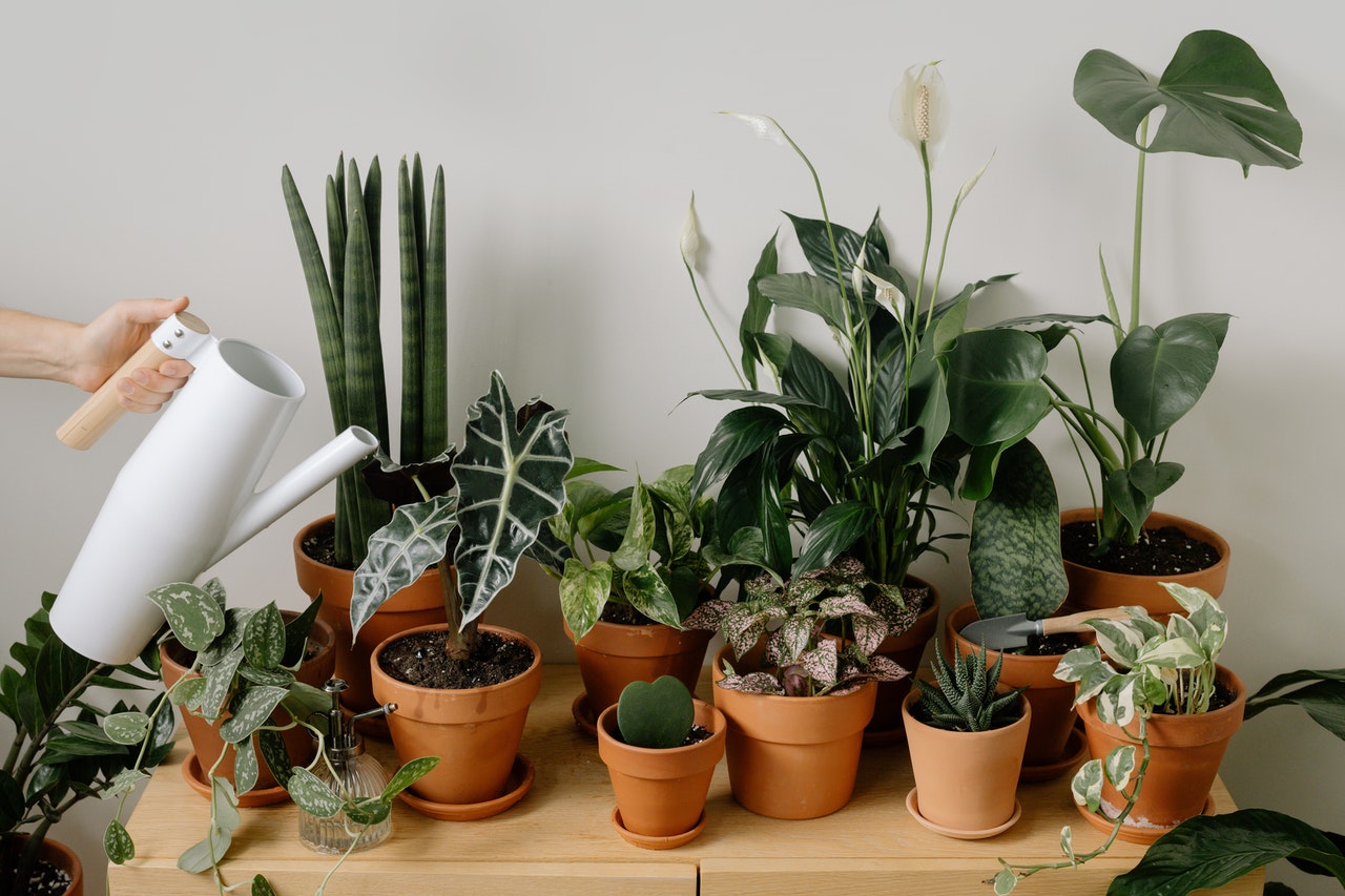 green indoor plants