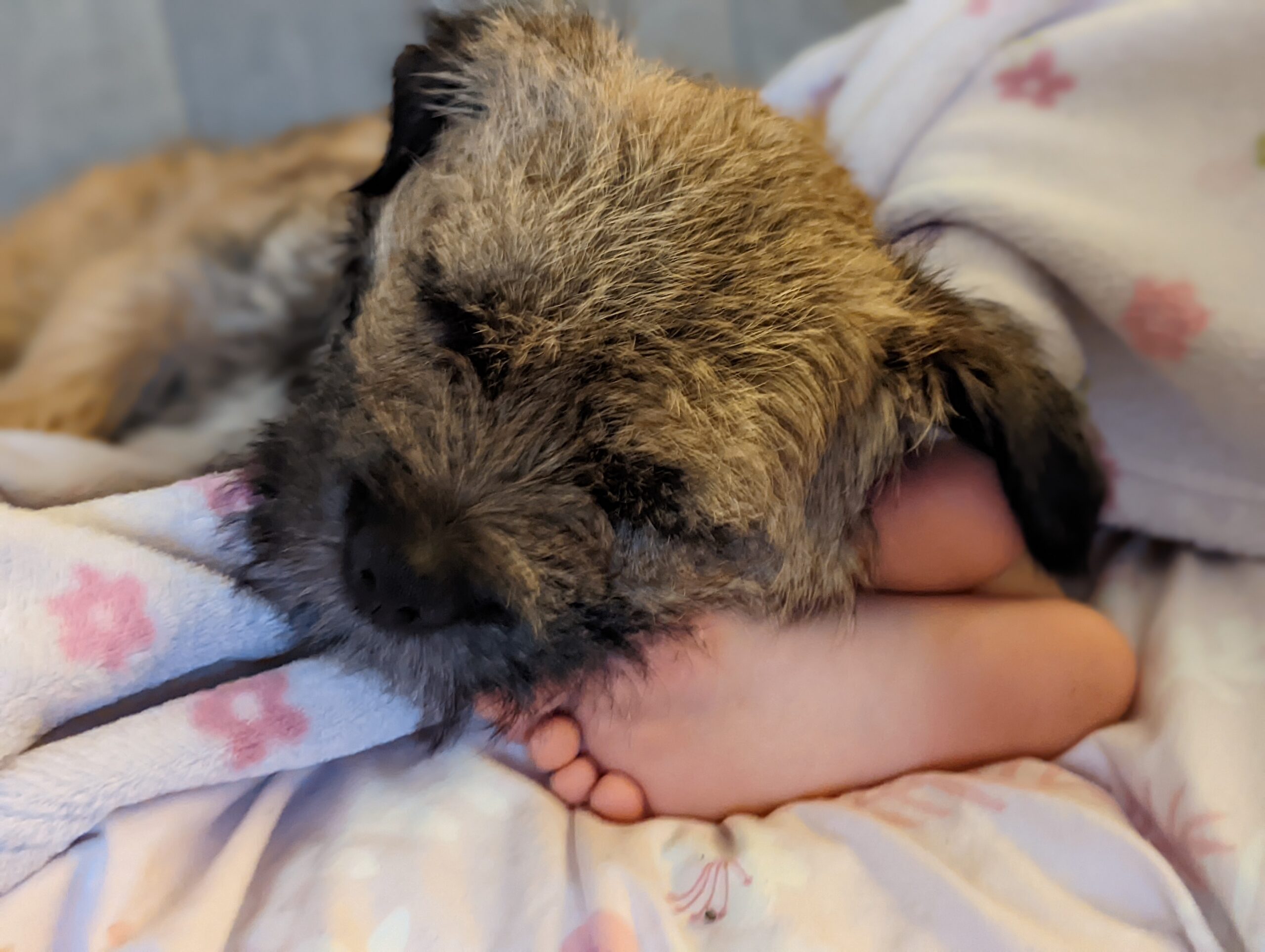 Border Terrier Puppy Asleep